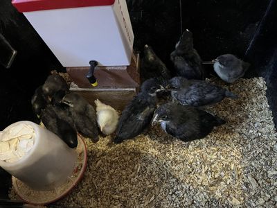 Black Cooper Moran X Whiting True Blue Chicks