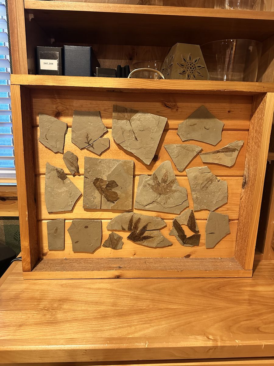 Utah Fossil Leaf Collection