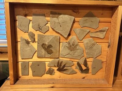 Utah Fossil Leaf Collection