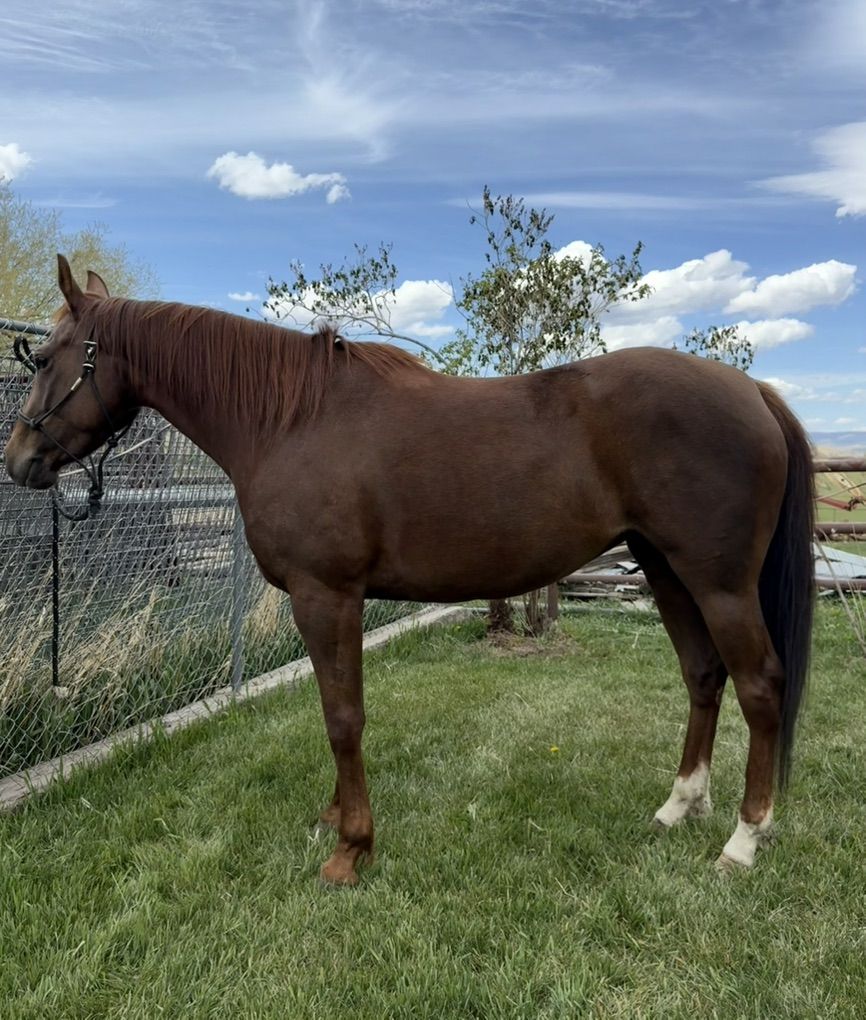 5 Year Old Mare