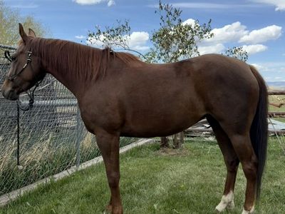 5 Year Old Mare