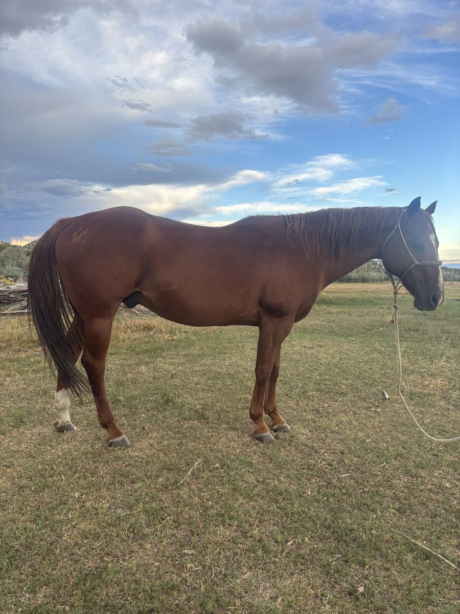 Quarter Horse Gelding