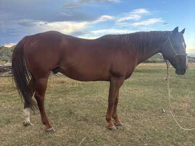 Quarter Horse Gelding