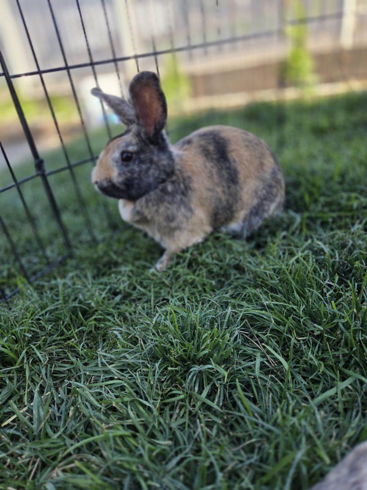 Show Japanese Harlequin Bunny Rabbit