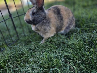 Show Japanese Harlequin Bunny Rabbit