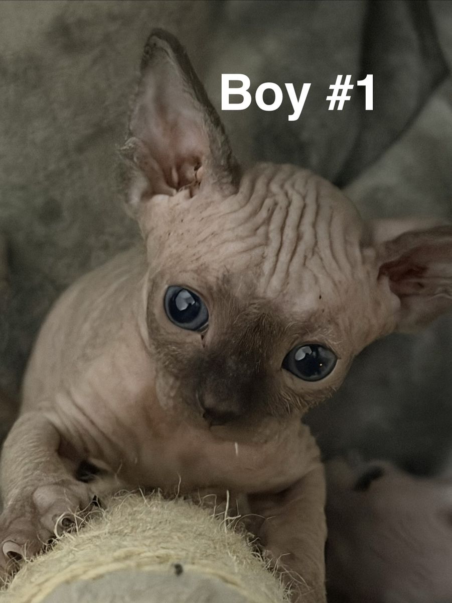 Sphynx Kittens - 3  Male & 1 Female Hairless Kittens Born July 28th