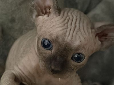 Sphynx Kittens - 3 Male & 1 Female Hairless Kittens Born July 28th