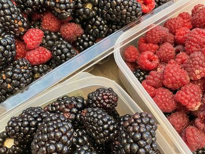 U Pick Organic Berries