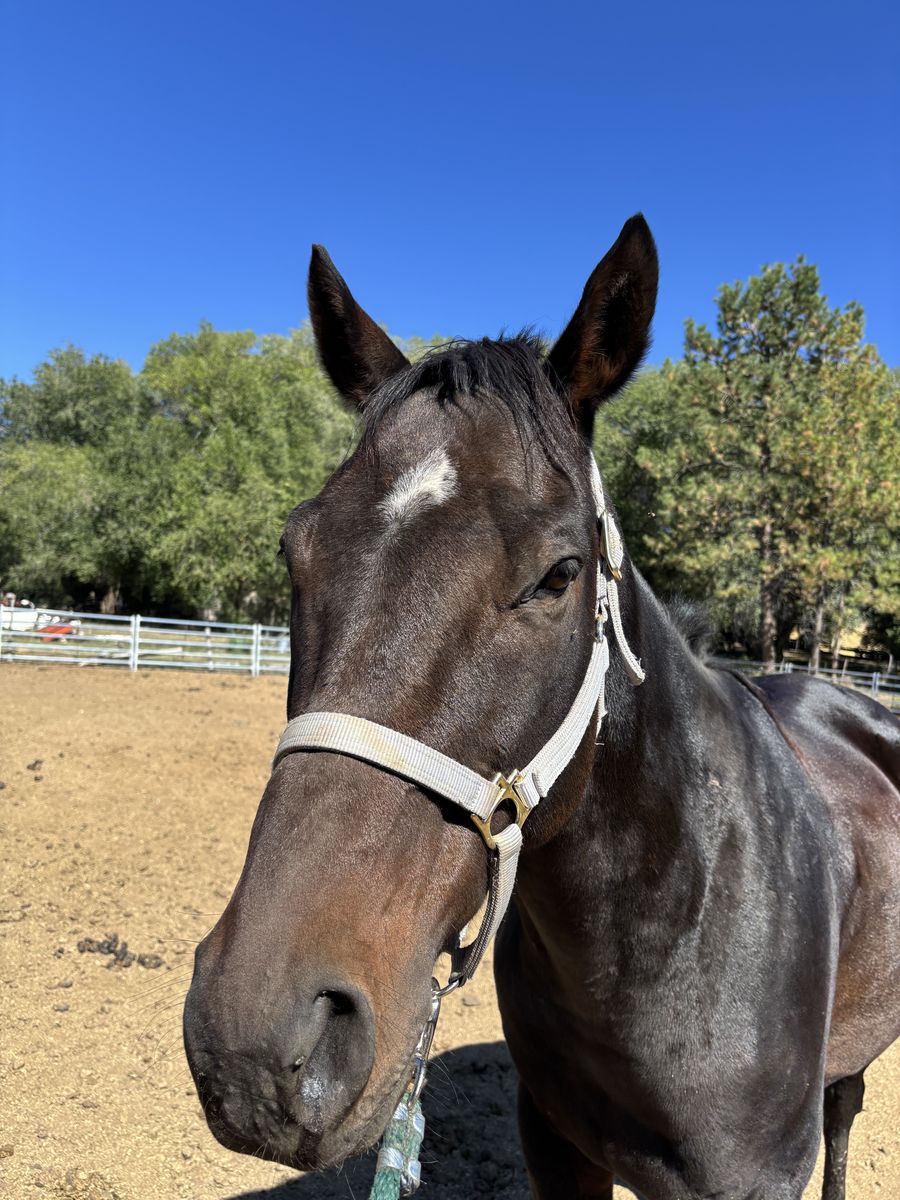 PENDING 11-year-old Gelding