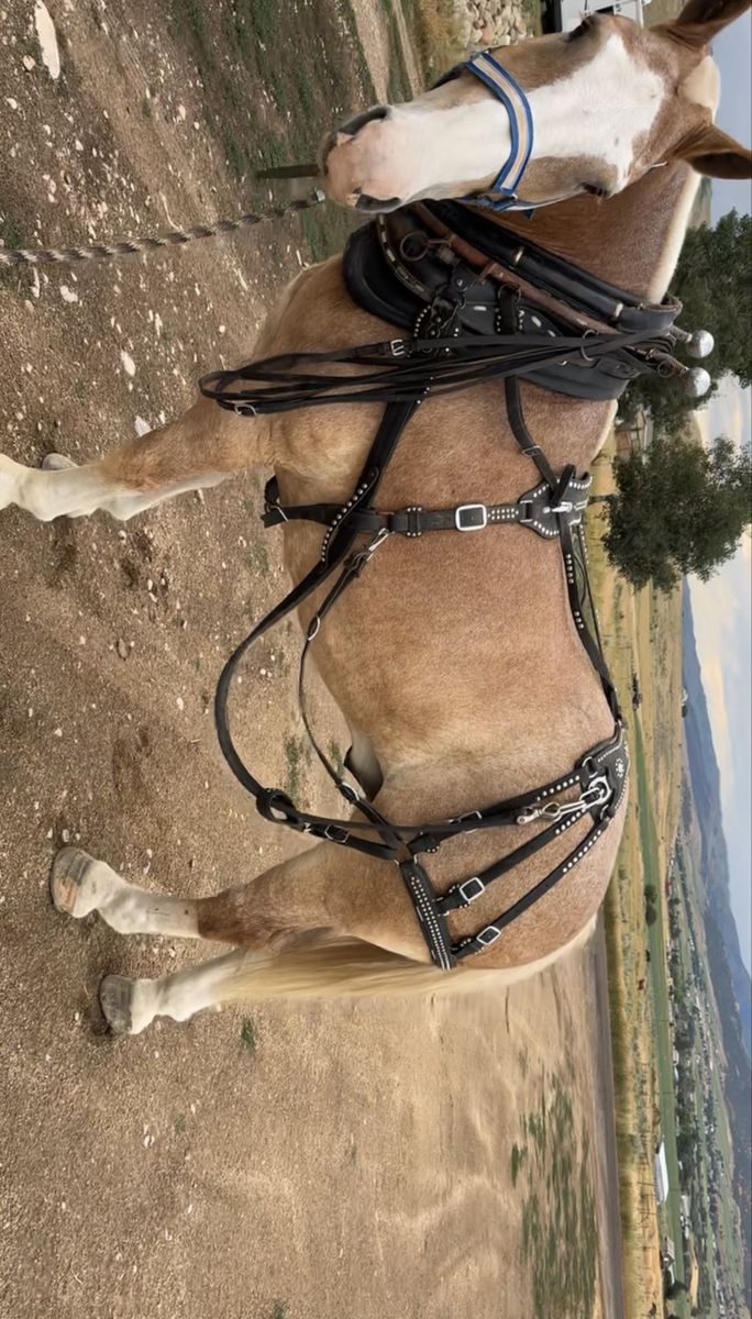 Leather Spotted Draft Horse Harnesses.