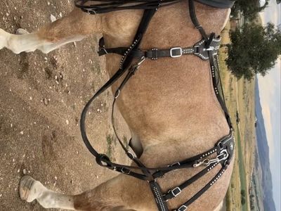 Leather Spotted Draft Horse Harnesses.