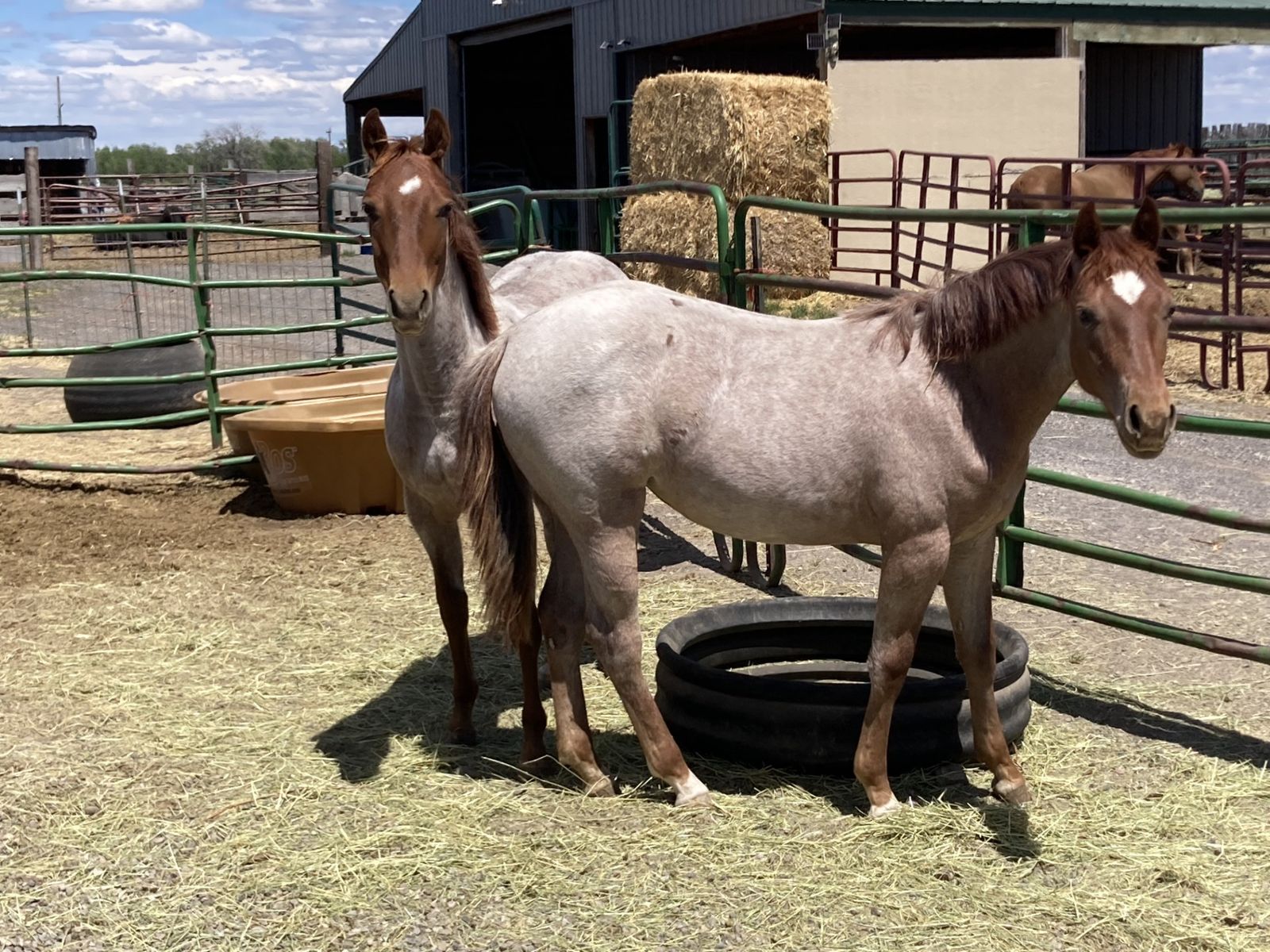 Yearling Red Roan Filly Metallic Cat/Peptoboonsmal breeding