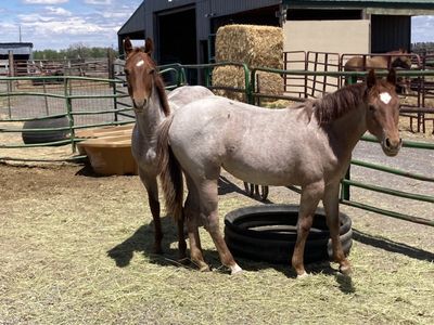 Yearling Red Roan Filly Metallic Cat/Peptoboonsmal breeding