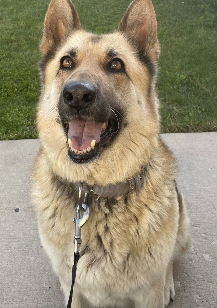 German Shepherd, female