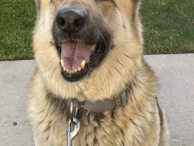 German Shepherd, female
