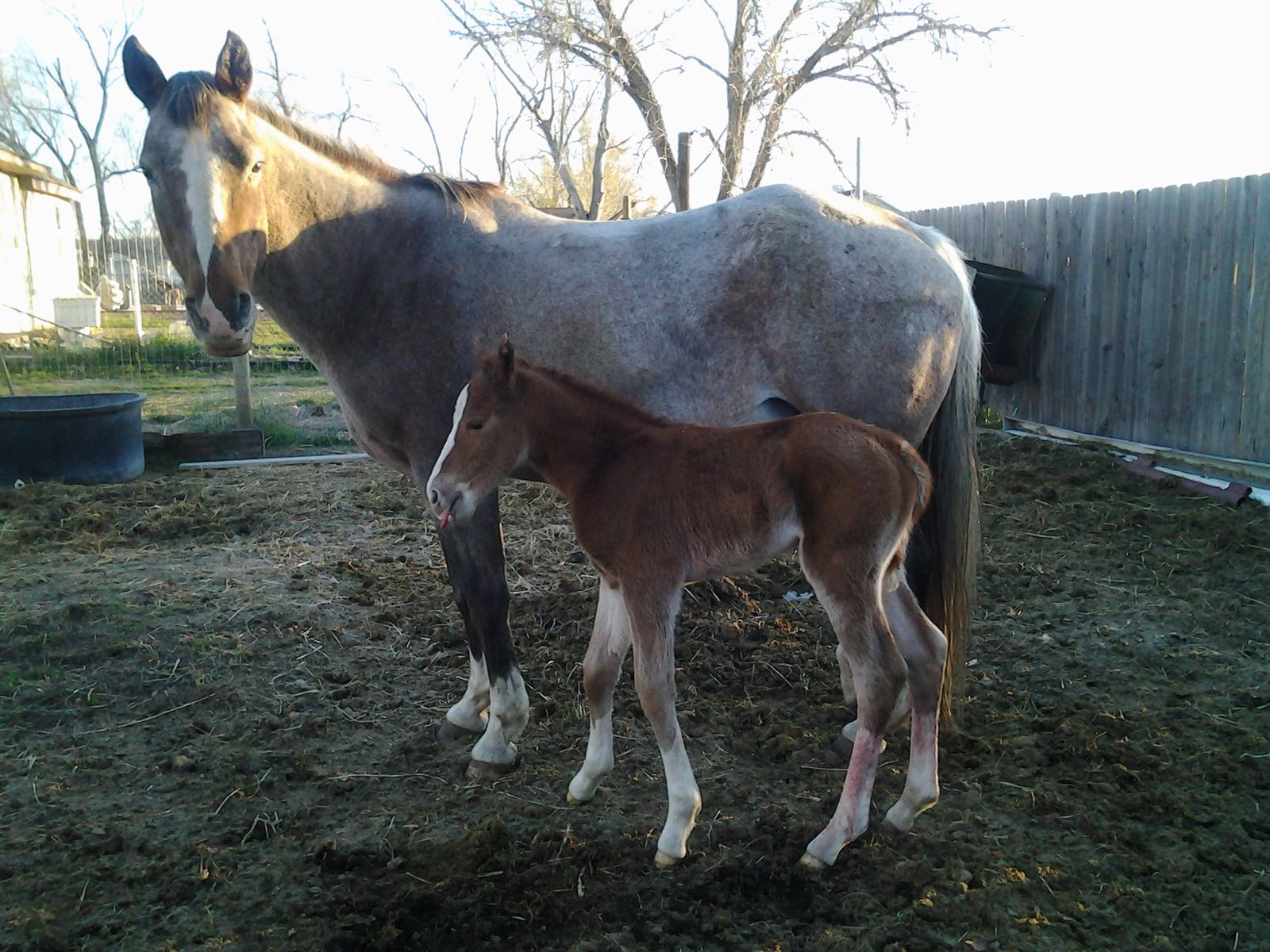 Foaling Mare? Open foaling paddock and Gaited Horses for Sale