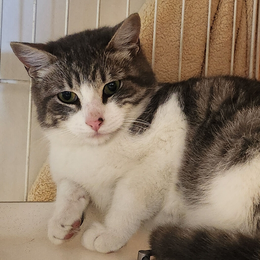 Hello my name is Mendoza