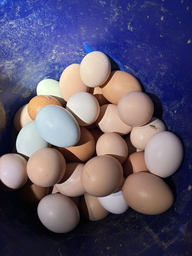 Hatching Eggs For Sale