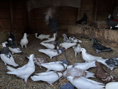 Pigeons for sale