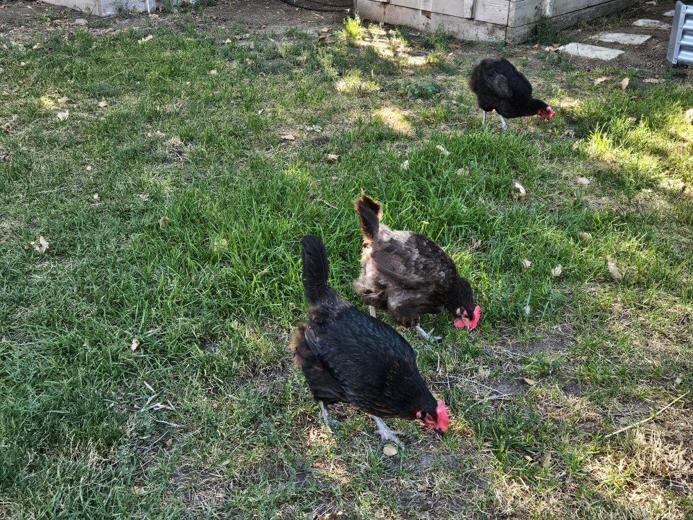 Good Egg Laying Hens