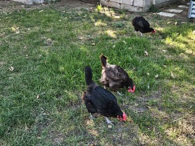 Good Egg Laying Hens
