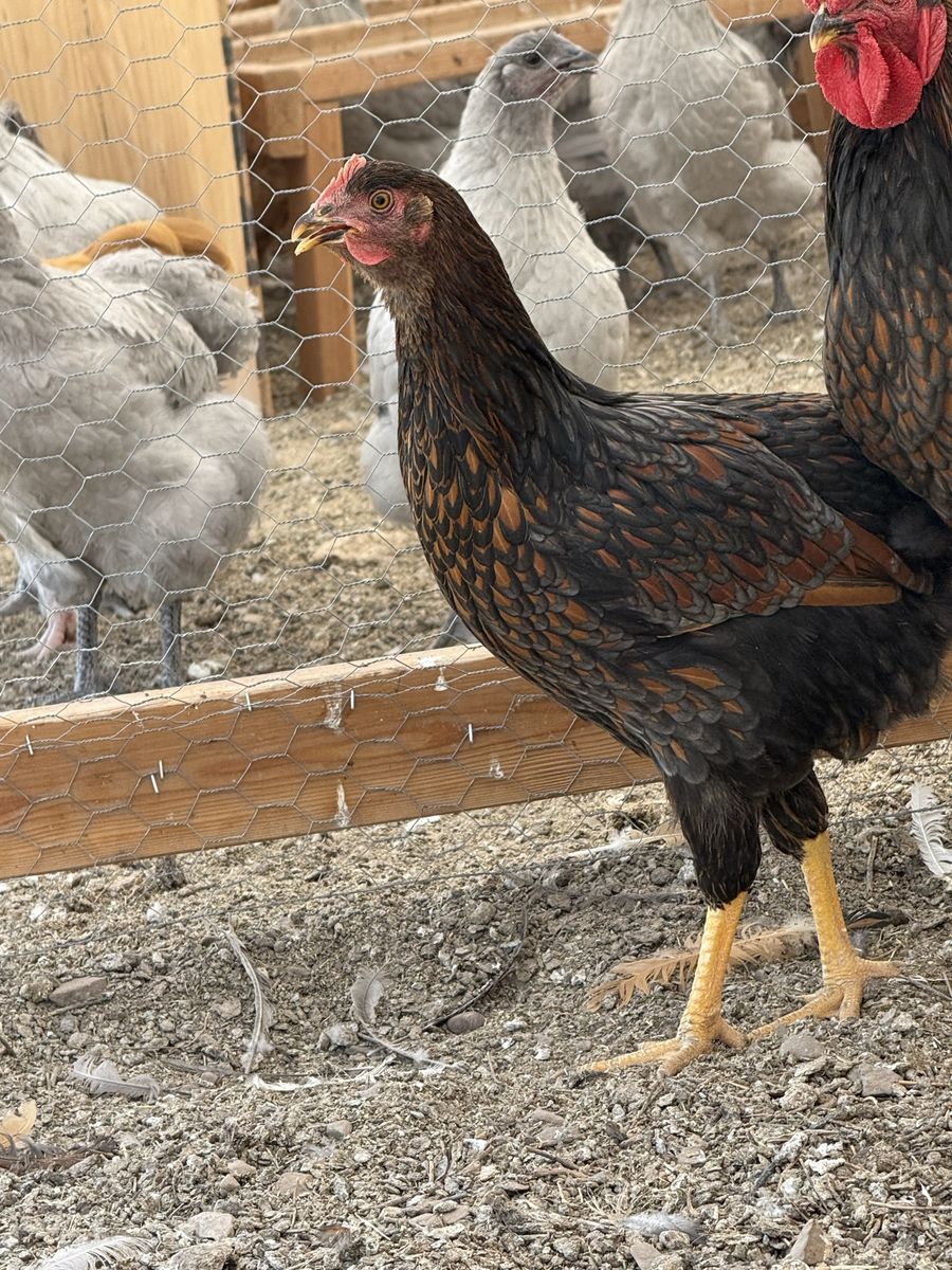 Blue Laced Red Wyandotte Hen