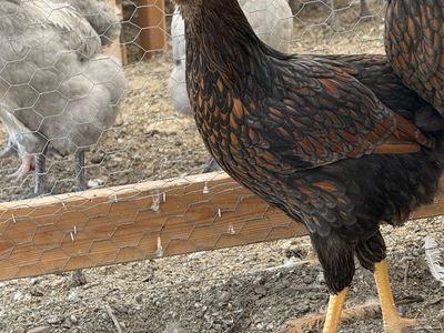Blue Laced Red Wyandotte Hen