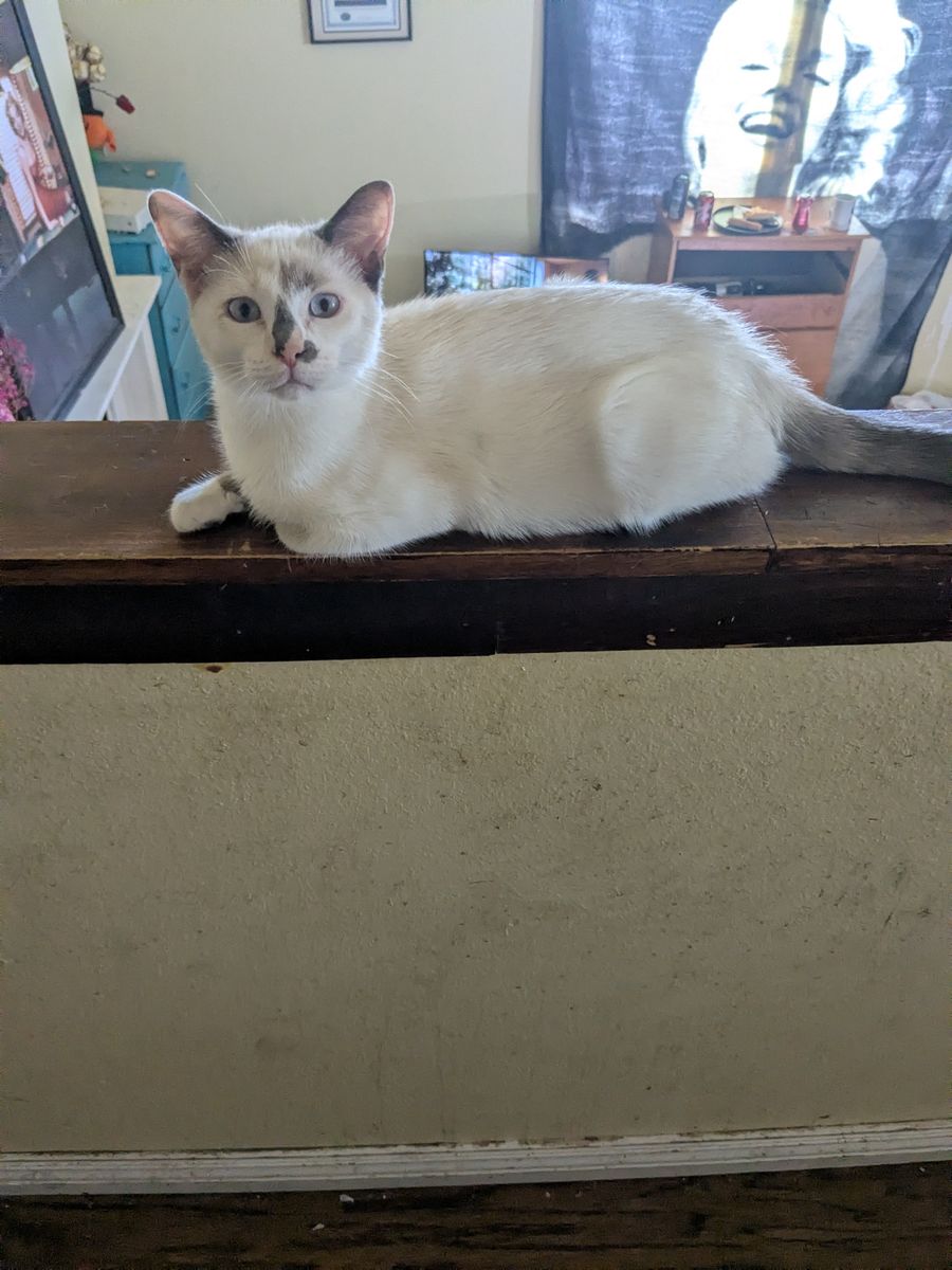 Free Kittens