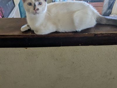 Free Kittens