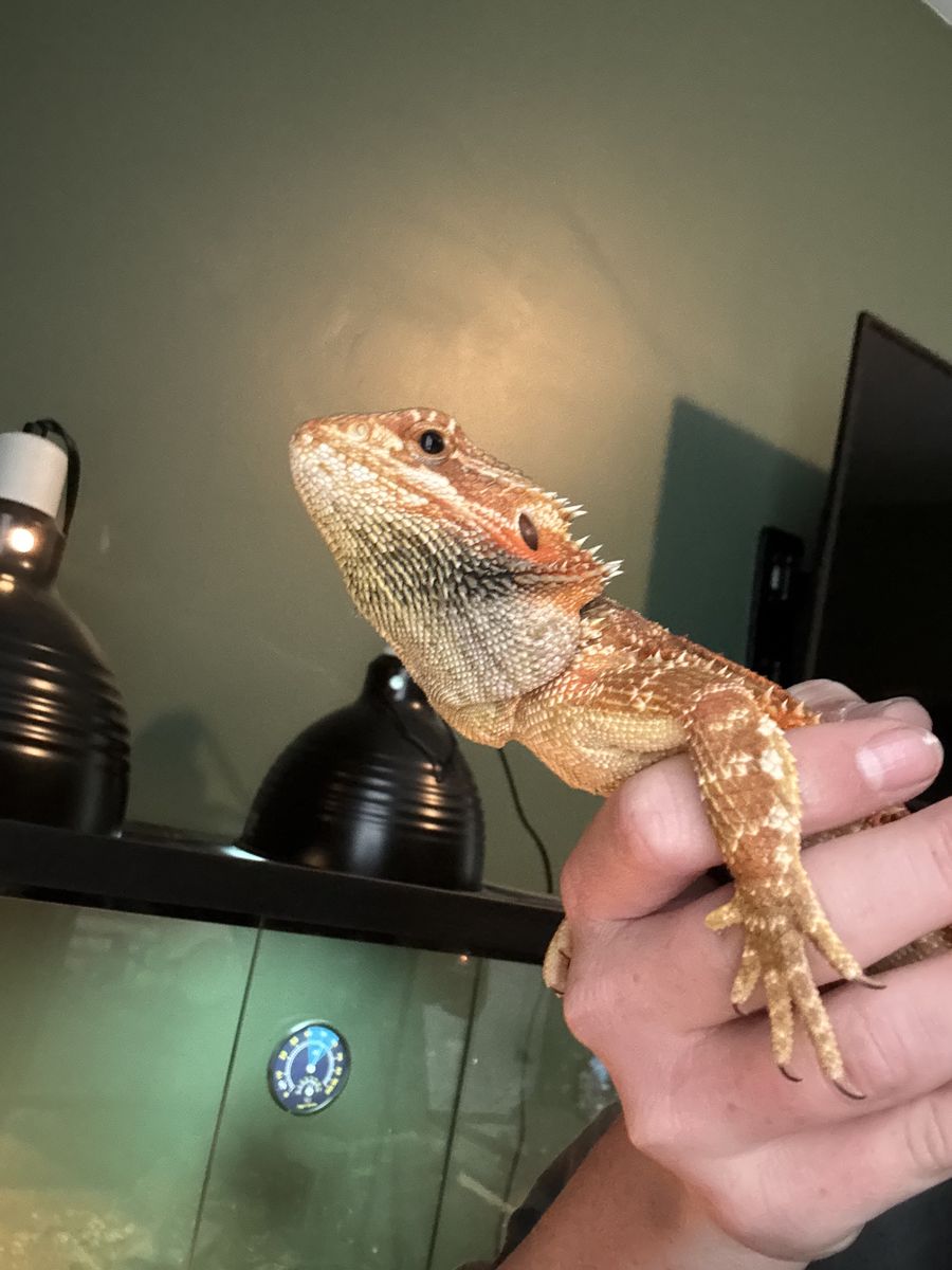 Bearded dragon