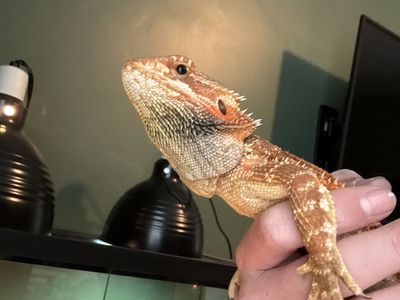 Bearded dragon