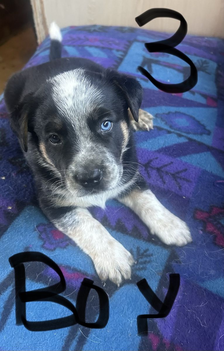 Blue Heeler and Pit Mix Puppy -