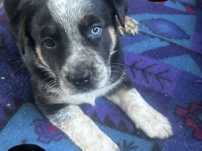 Blue Heeler and Pit Mix Puppy -