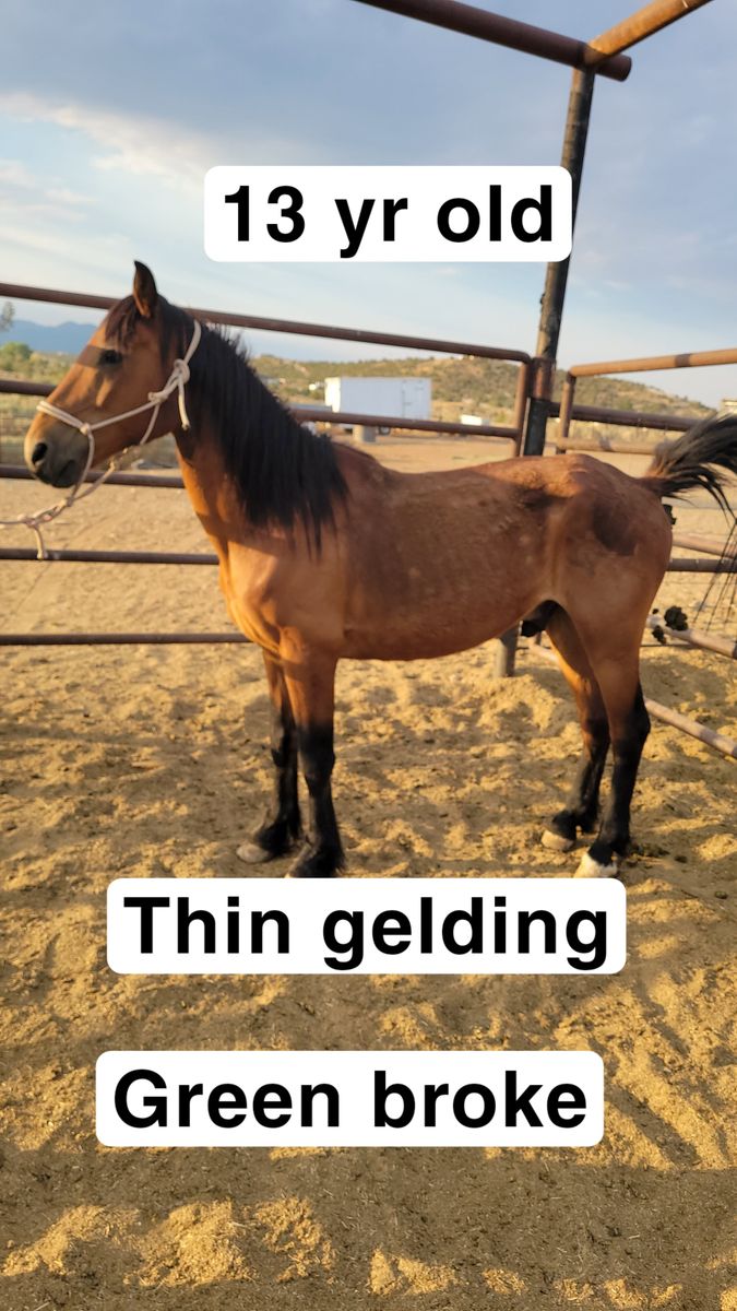Thin gelding