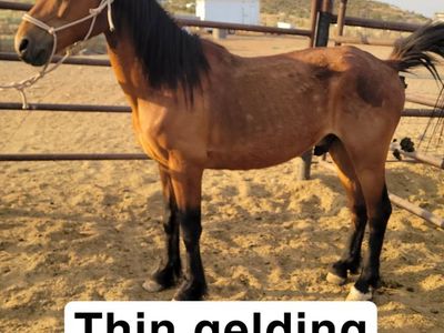 Thin gelding