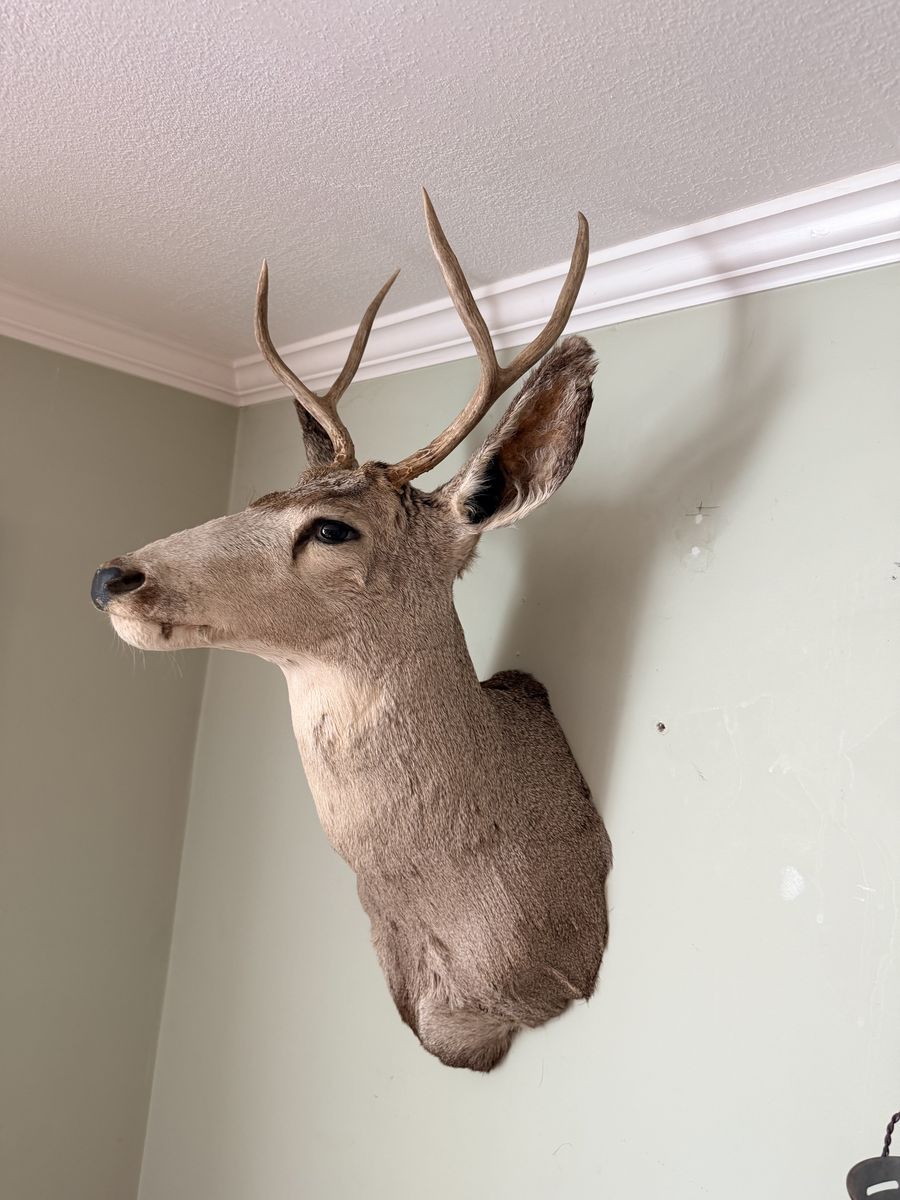 Vintage Deer Mount