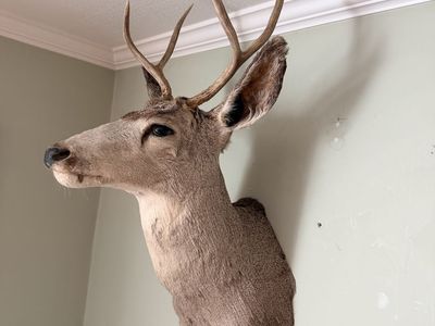 Vintage Deer Mount