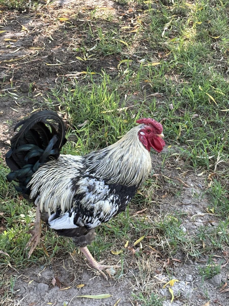 Free rooster