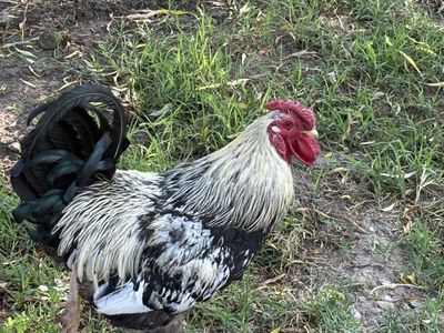 Free rooster