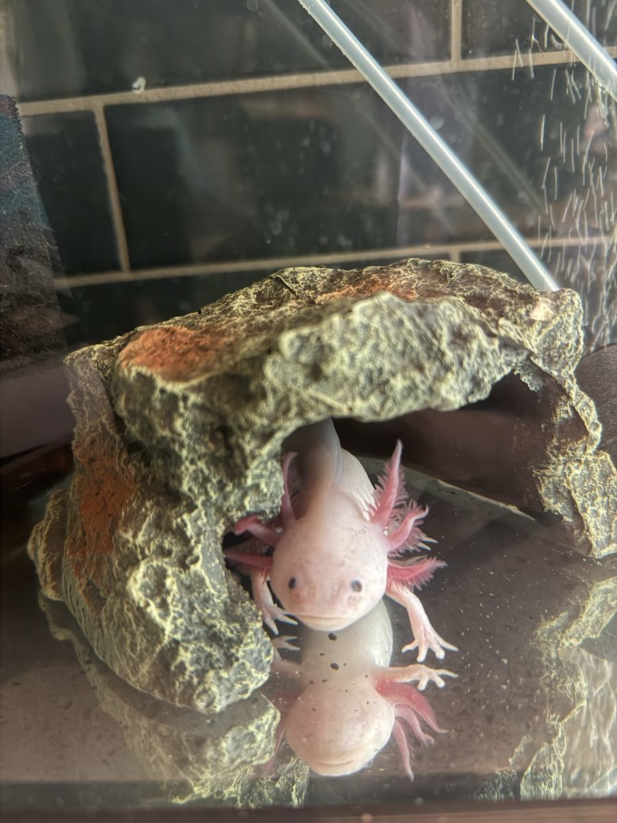Axolotl