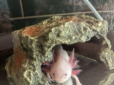 Axolotl