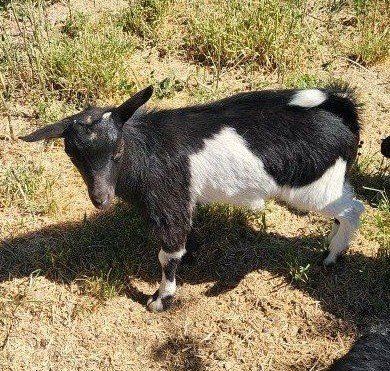 Nigerian dwarf wether