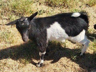 Nigerian dwarf wether