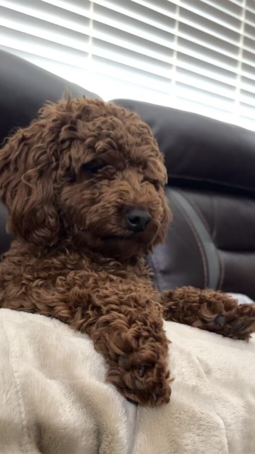 AKC Mini Red Poodle Stud