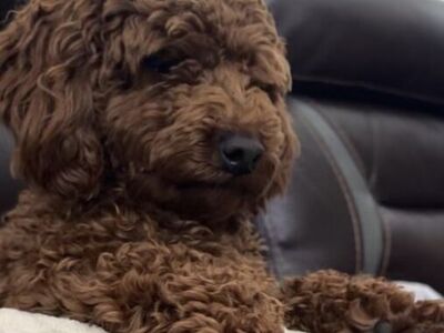 AKC Mini Red Poodle Stud