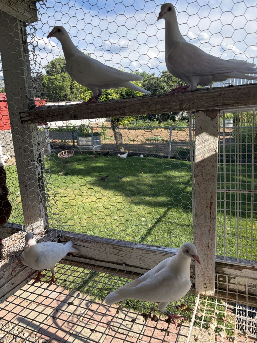 White homer Pigeons