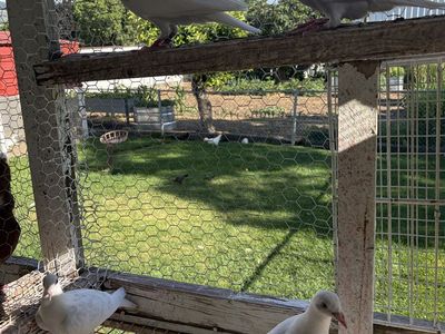 White homer Pigeons