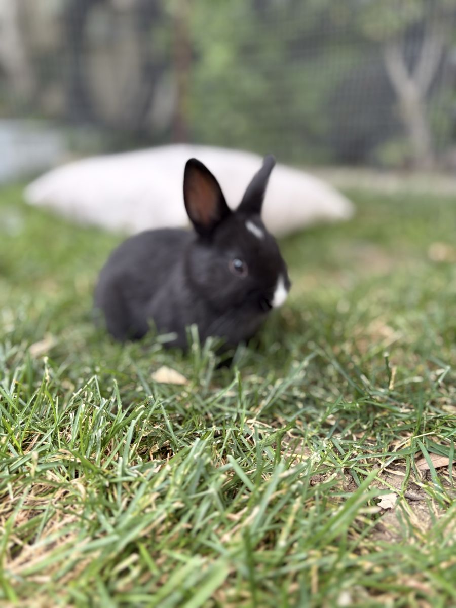 Cute part Netherland dwarf baby bunny rabbits for sale!