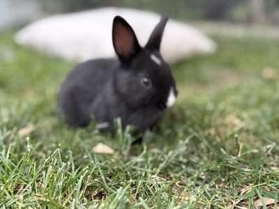 Cute part Netherland dwarf baby bunny rabbits for sale!