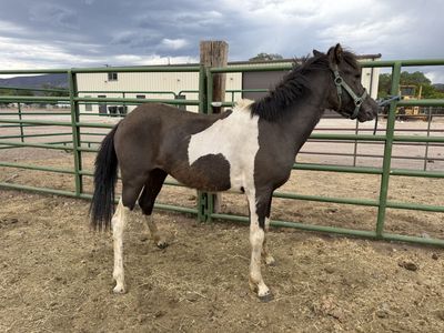 Yearling mare